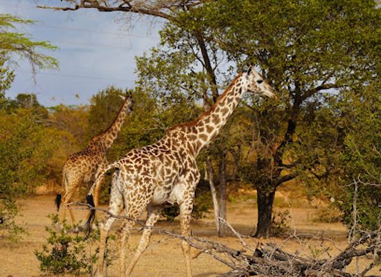tanzania/ruaha-region/landmark/nyerere-national-park
