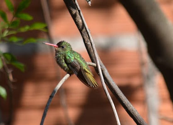 brazil/foz-do-iguacu/landmark/jardimdosbeijafloresfoz