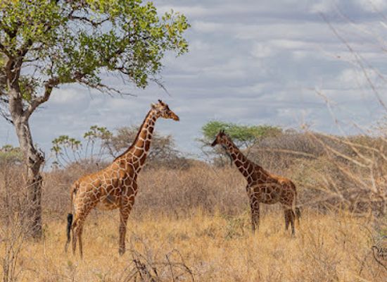 kenya/aberdare-national-park/landmark/meru-national-park
