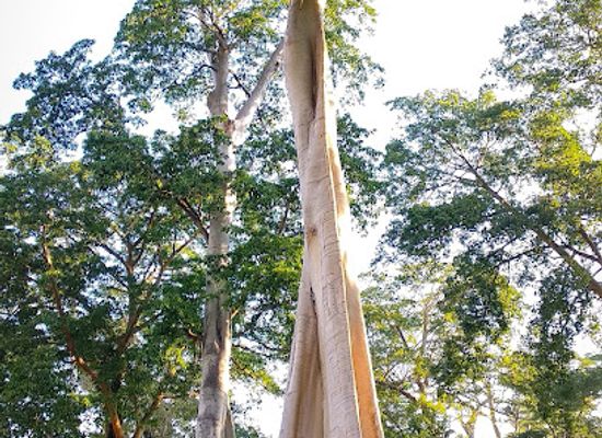 indonesia/west-nusa-tenggara/landmark/big-tree-sambelia