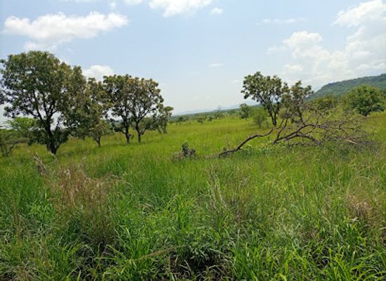 uganda/eastern-region/landmark/pian-upe-game-reserve