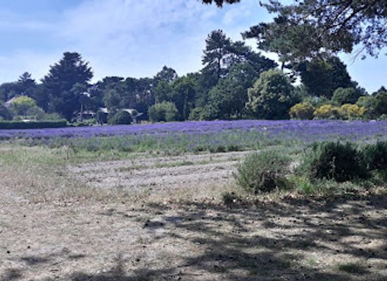 jersey/st-brelade/landmark/jersey-lavender-ltd