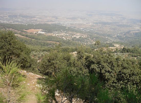 jordan/ajloun-highlands/landmark/dibbeen-forest-reserve