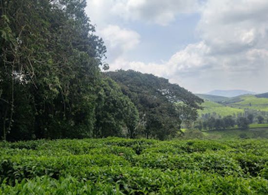 burundi/kirundo/landmark/kibira-national-park
