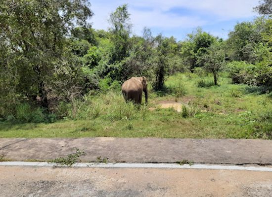 sri-lanka/polonnaruwa-district/landmark/somawathiya-national-park