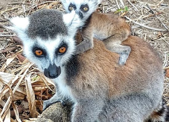madagascar/ihorombe/landmark/anja-community-reserve