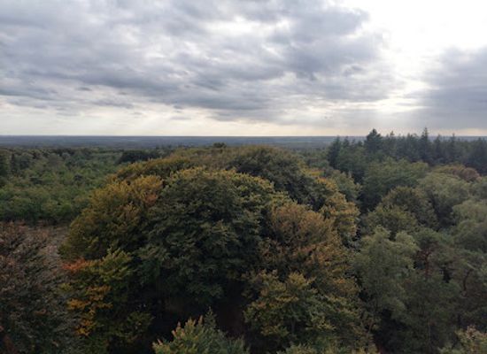 netherlands/utrechtse-heuvelrug/landmark/wandelroute-kaapse-bossen