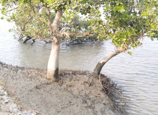 bangladesh/southern-bengal/landmark/sridharkati-indo-bangladesh-border