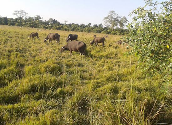 india/kaziranga-national-park/landmark/laokhowa-wildlife-sanctuary