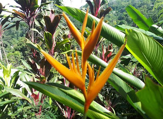 seychelles/ile-souris/landmark/kot-man-ya-exotic-flower-garden
