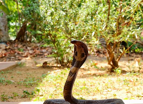 sri-lanka/matara-district/landmark/snake-farm-telijjawila
