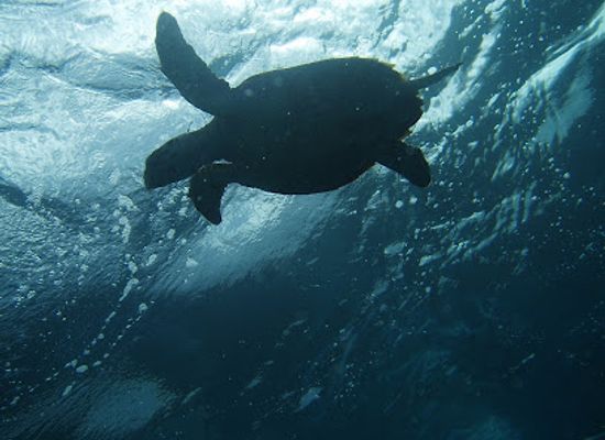 saint-kitts-and-nevis/saint-peter-basseterre-parish/landmark/pro-divers-st-kitts
