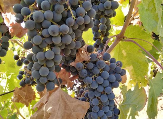 lebanon/keserwan-district/landmark/vignoble-joura