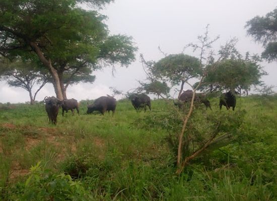 uganda/kidepo-valley-national-park/landmark/kidepo-valley-national-park-office