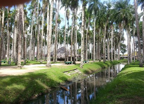 suriname/coronie-district/landmark/palmtree-garden