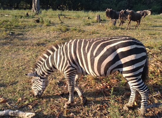 tanzania/tabora/landmark/tabora-city-zoo