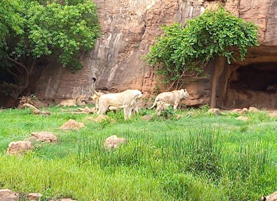 mali/boucle-du-baoule-national-park/landmark/zoo-national-du-mali