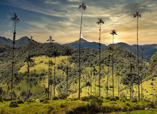 colombia/risaralda-department/landmark/cocora-valley