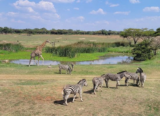 zimbabwe/mashonaland-west/landmark/mukuvisi-woodlands