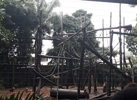 nigeria/calabar/landmark/pandrillus-nigeriadrill-ranch