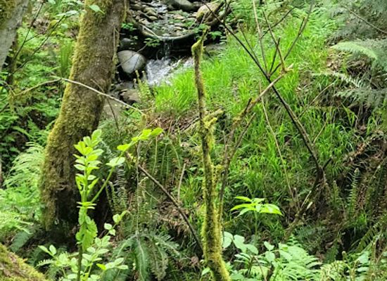 oregon/clackamas-county/landmark/sandy-river-park