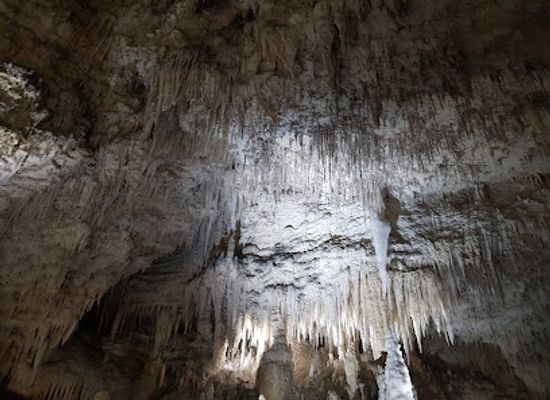 new-zealand/waitomo-caves/landmark/ruakuri-bushwalk