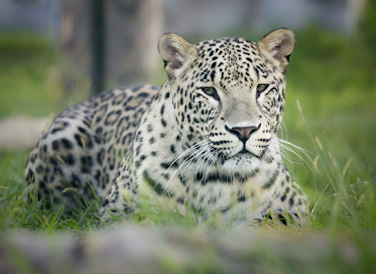 romania/crisana/landmark/oradea-zoo