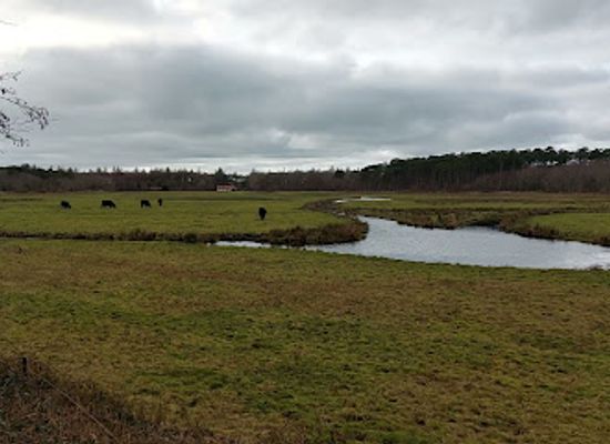 netherlands/texel-island/landmark/toeristische-attractie-koeien