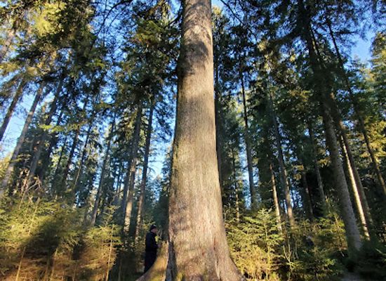 germany/black-forest/landmark/grossvatertanne