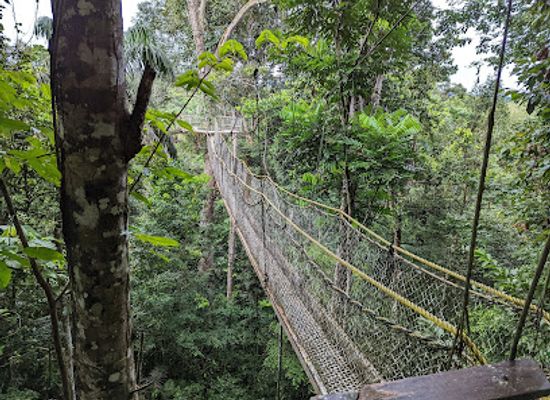 guyana/iwokrama-forest/landmark/iwokrama-canopy-walkway