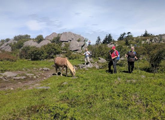 virginia/grayson-highlands-state-park/landmark/appalachian-trail-grayson-highlands