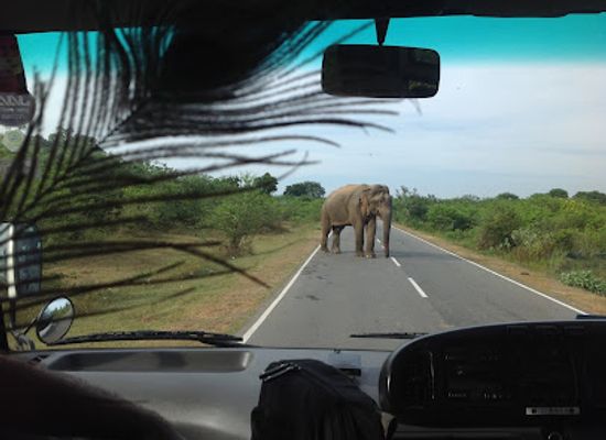 sri-lanka/yala-national-park/landmark/yala-safari-team-jeep-safari-in-yala-national-park