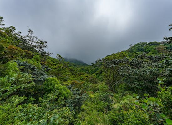 costa-rica/monteverde-cloud-forest/landmark/curi-cancha-reserve