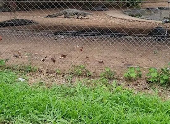 zimbabwe/kariba/landmark/kariba-crocodile-farm