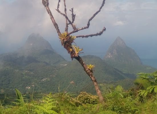 saint-lucia/soufriere-quarter/landmark/mt-gimie