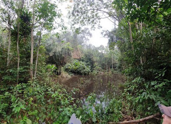 ghana/western-region/landmark/ankasa-game-reserve-nini-suhien-national-park