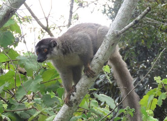 madagascar/andasibe/landmark/park-voimma