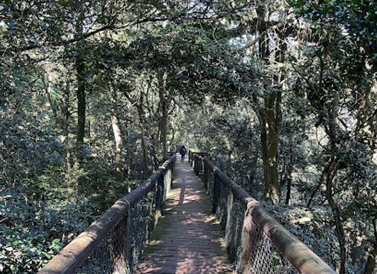 south-africa/battlefields/landmark/dlinza-forest-nature-reserve