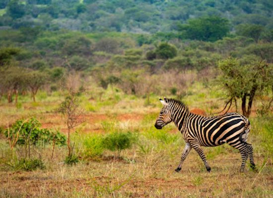 rwanda/eastern-province/landmark/akagera-national-park-rwanda