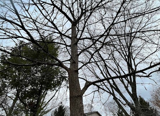 illinois/aurora/landmark/kareem-the-tree