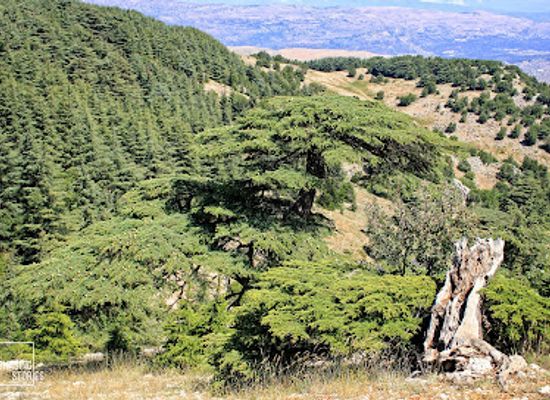 lebanon/al-shouf-cedar-nature-reserve/landmark/shouf-biosphere-reserve-entrance-to-the-barouk-cedar-forest