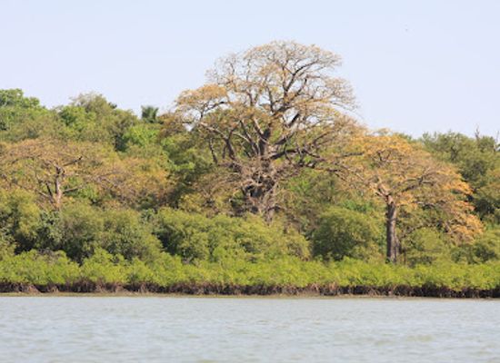 the-gambia/kantora/landmark/river-gambie