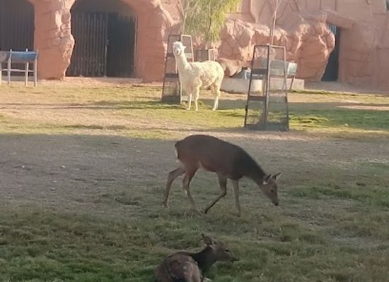 saudi-arabia/riyadh/al-malaz/landmark/riyadh-zoo-giraffe-statues