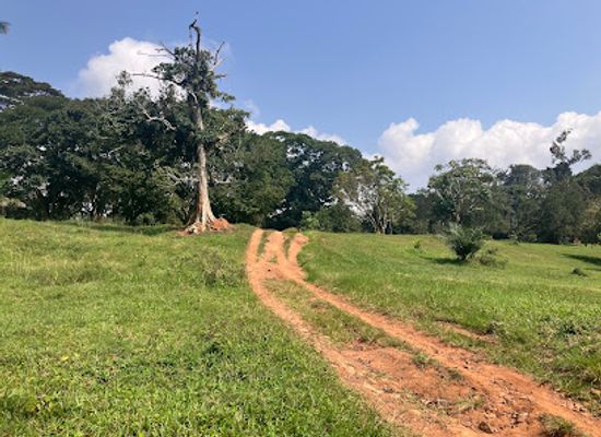 uganda/west-nile/landmark/entebbe-botanical-garden