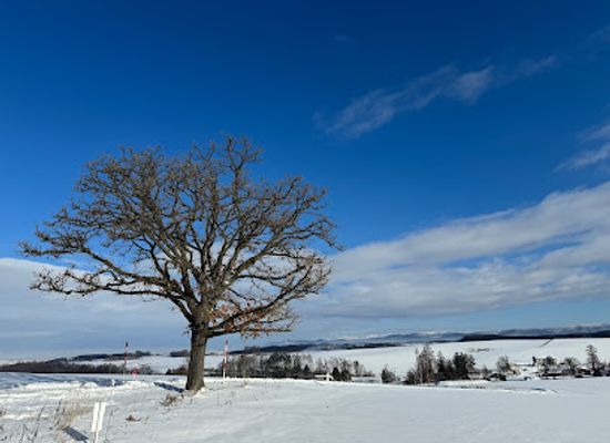 japan/hokkaido/landmark/seven-stars-tree