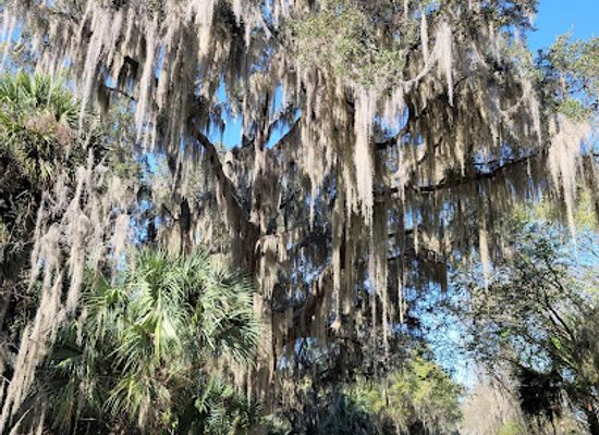 florida/nature-coast/landmark/emeralda-marsh-conservation-area