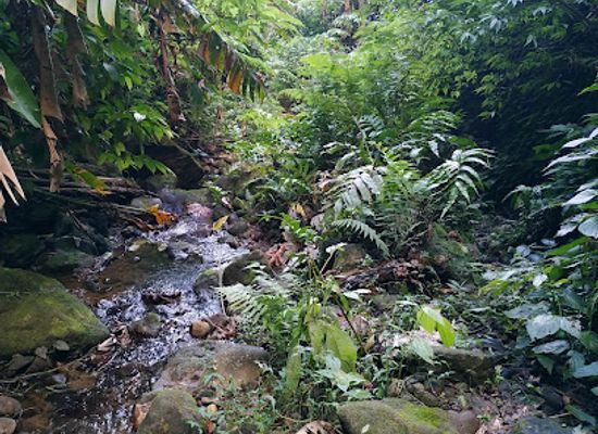 dominica/indian-river/landmark/bwa-nef-falls