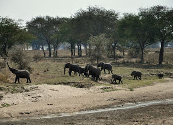 malawi/liwonde-national-park/landmark/vwaza-marsh-wildlife-reserve