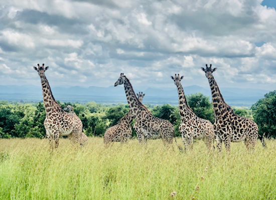 tanzania/mikumi-national-park/landmark/mikumi-holiday-safaris