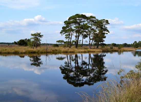 netherlands/drenthe/landmark/dwingelderveld-national-park